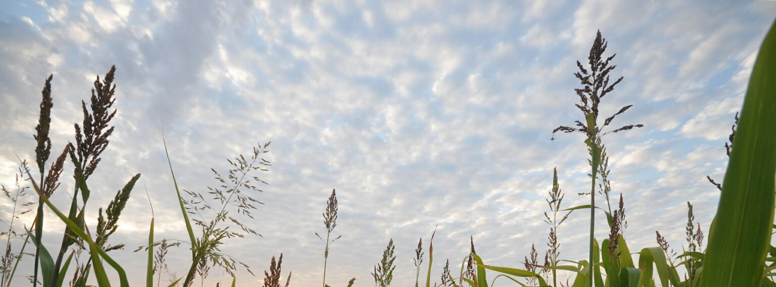 USDA case study
